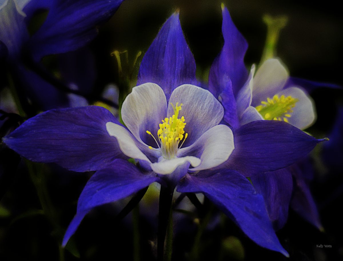 A Blue Day