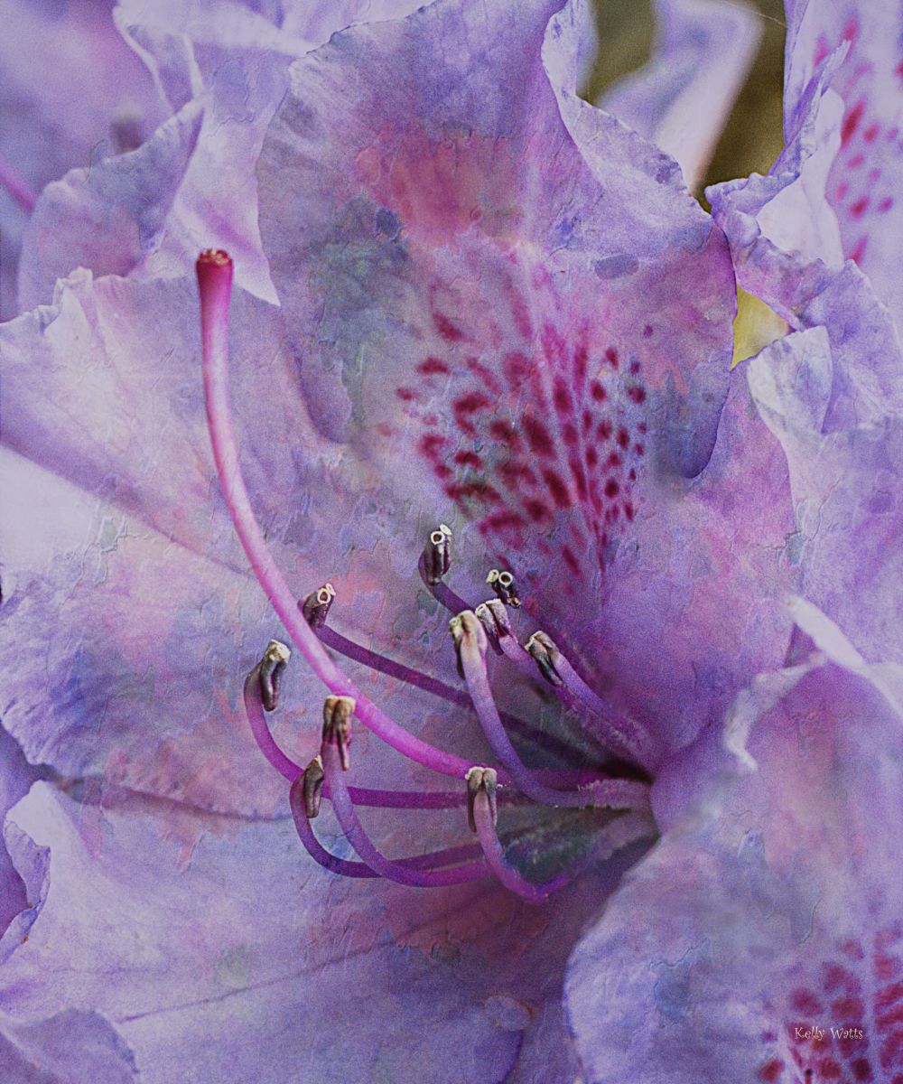 Pollination Time
