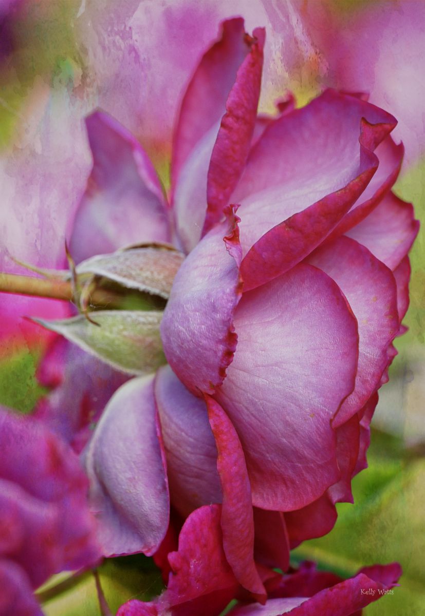 Rose Backing In