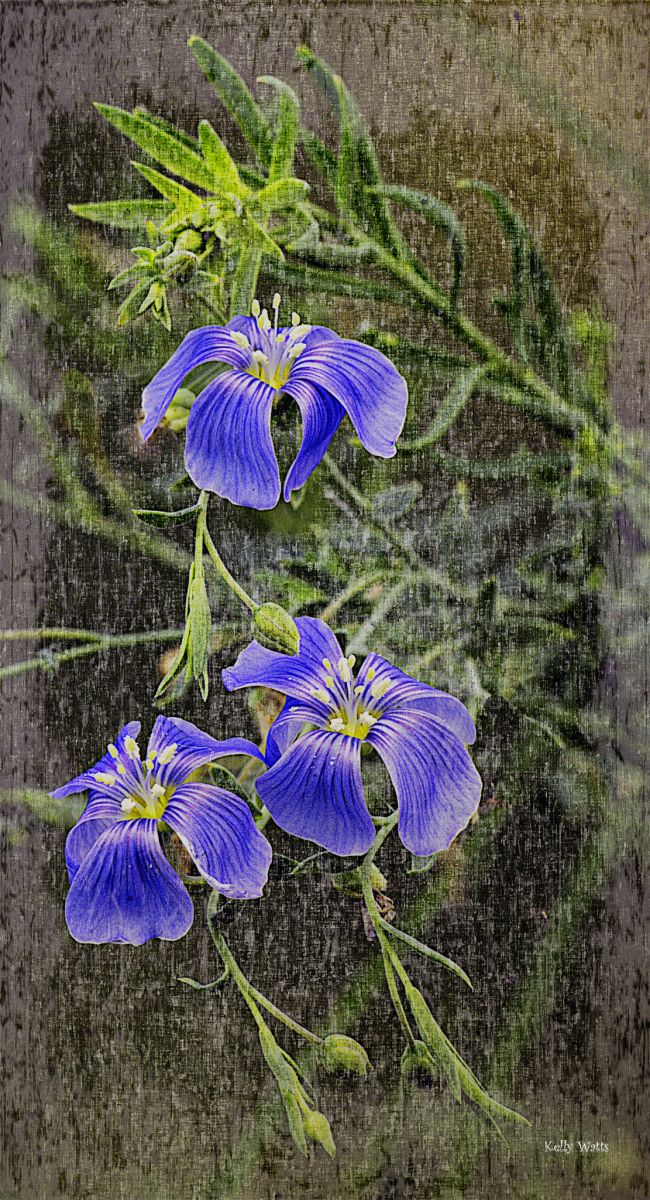 Shinning Flax