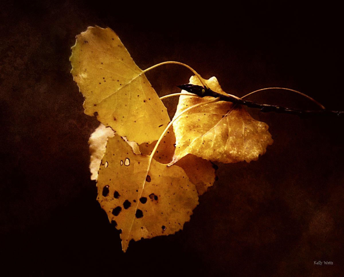 Golden Month