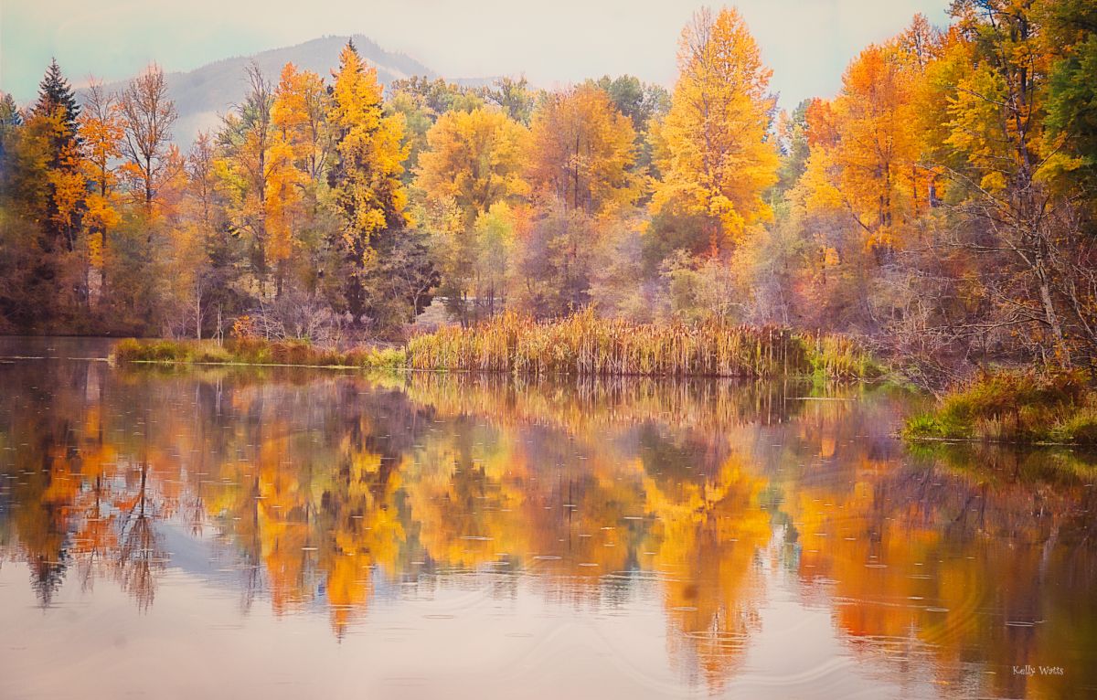 Cattails to Trees