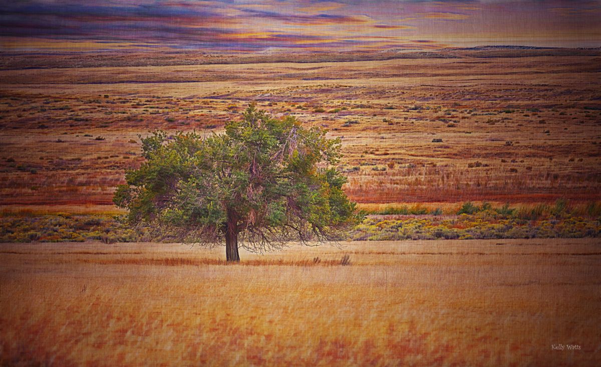 Lone Tree