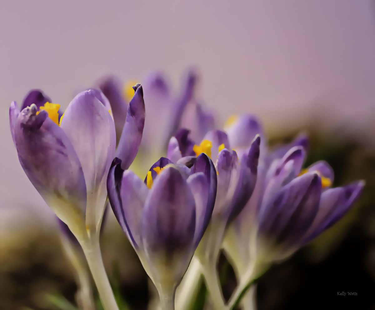 Crocus Family