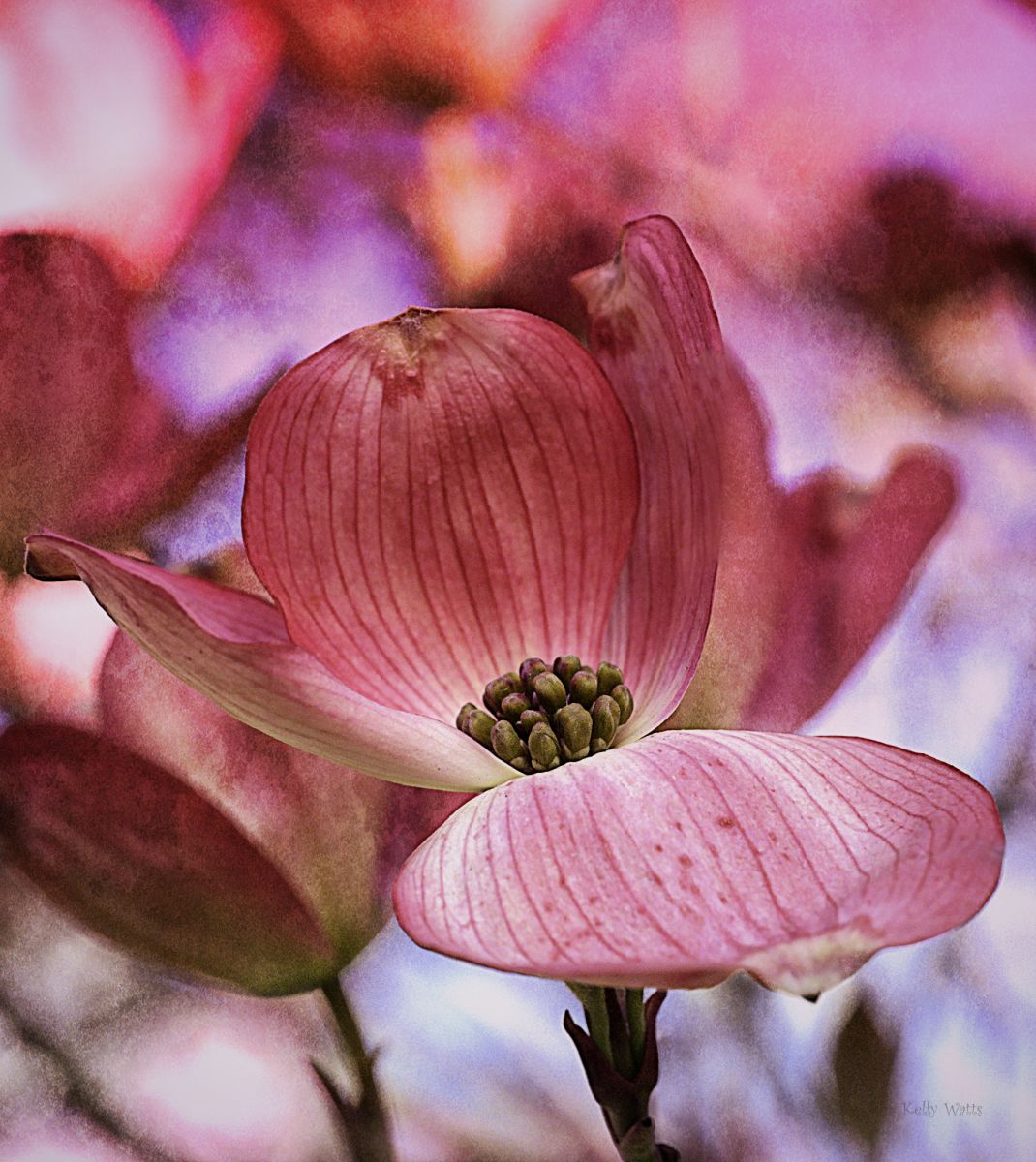 Flowering Red