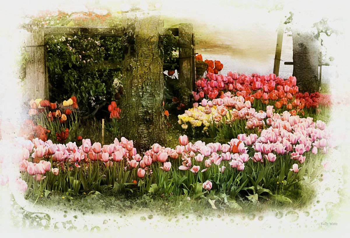 Tulips Around The Tree