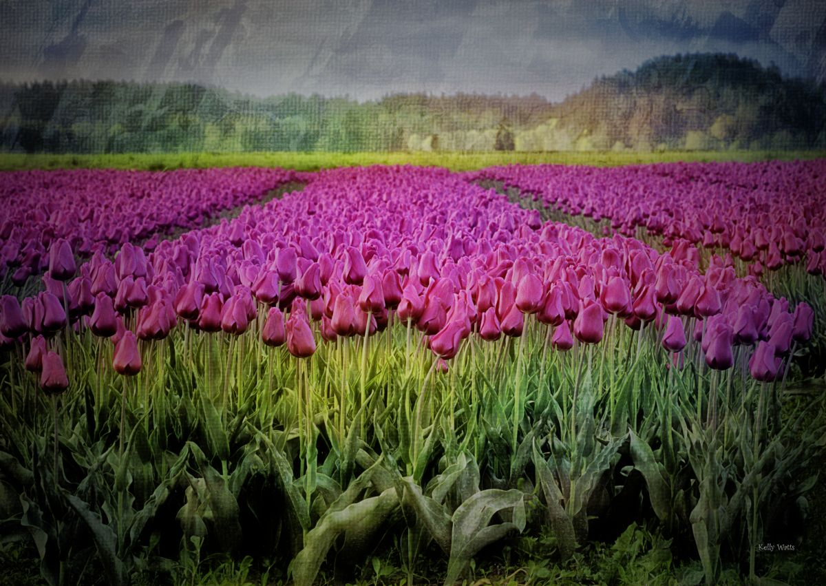 Purple Tulip Bed
