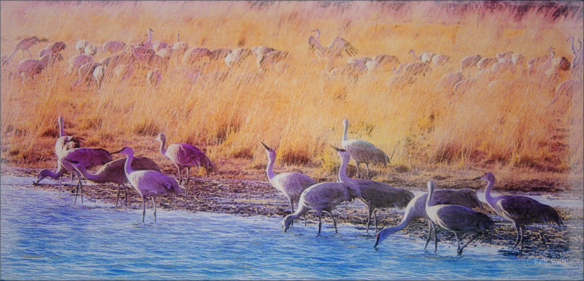 Thirsty Sand Hill Cranes