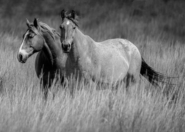 Rodeo Horses greeting card