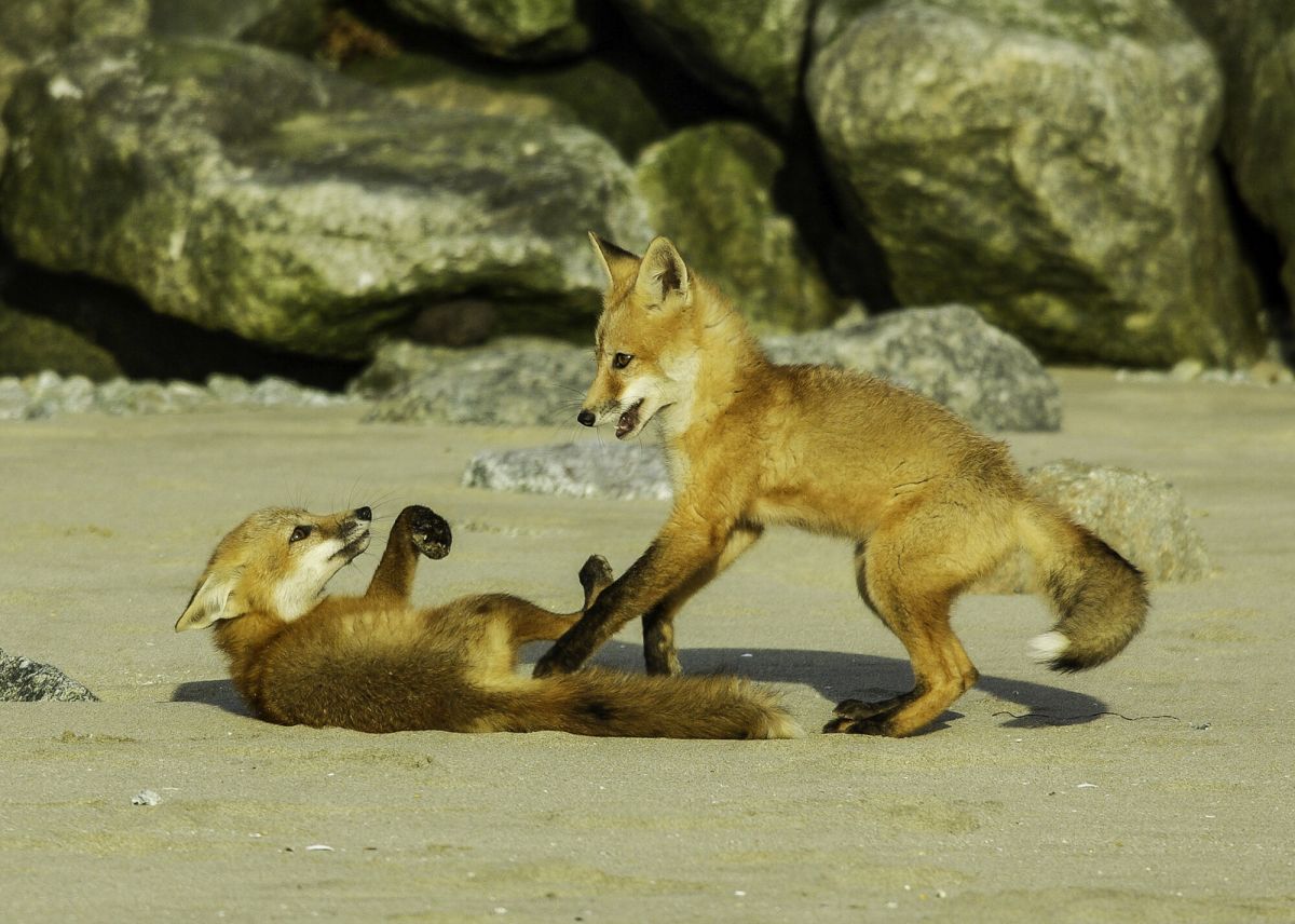 “Play Time!” greeting card