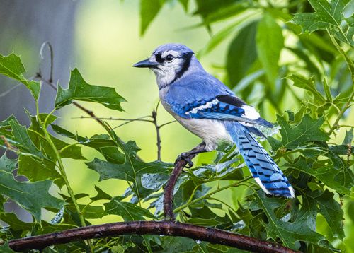 "Beautiful Blue-jay" greeting card