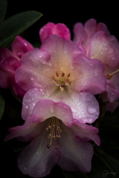 Springtime Blooms