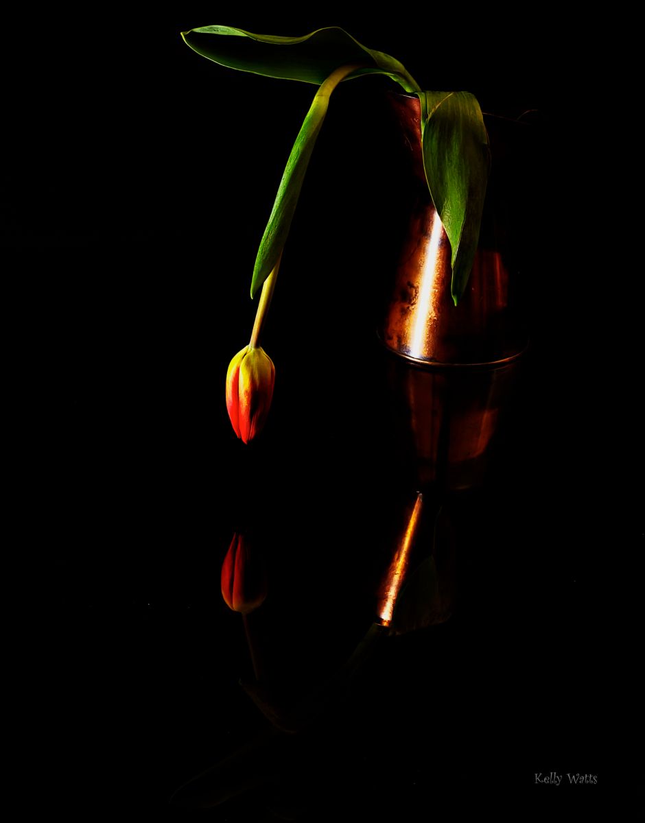 Tired Tulip