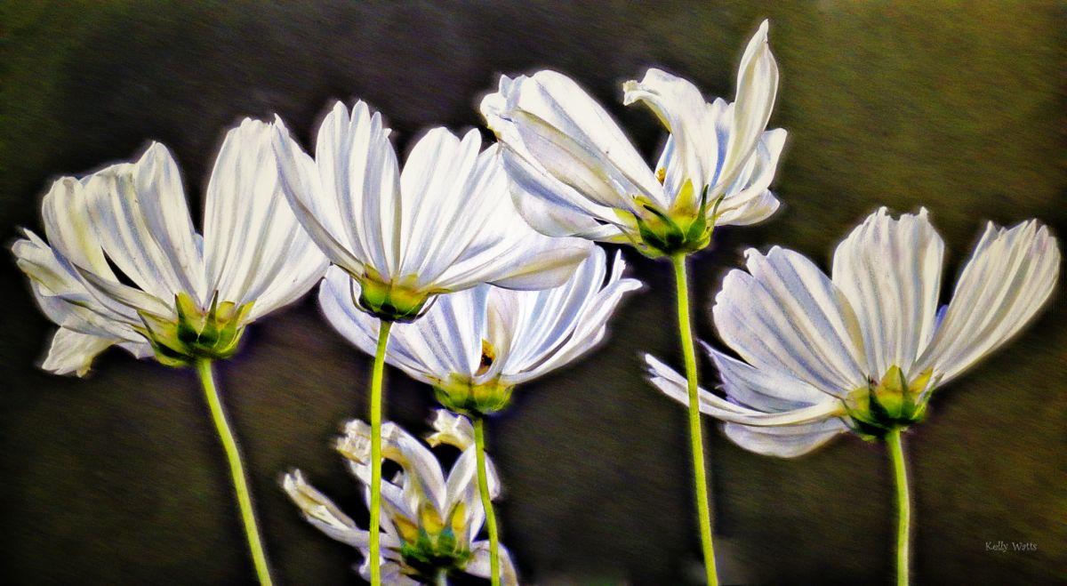 Lively Cosmos