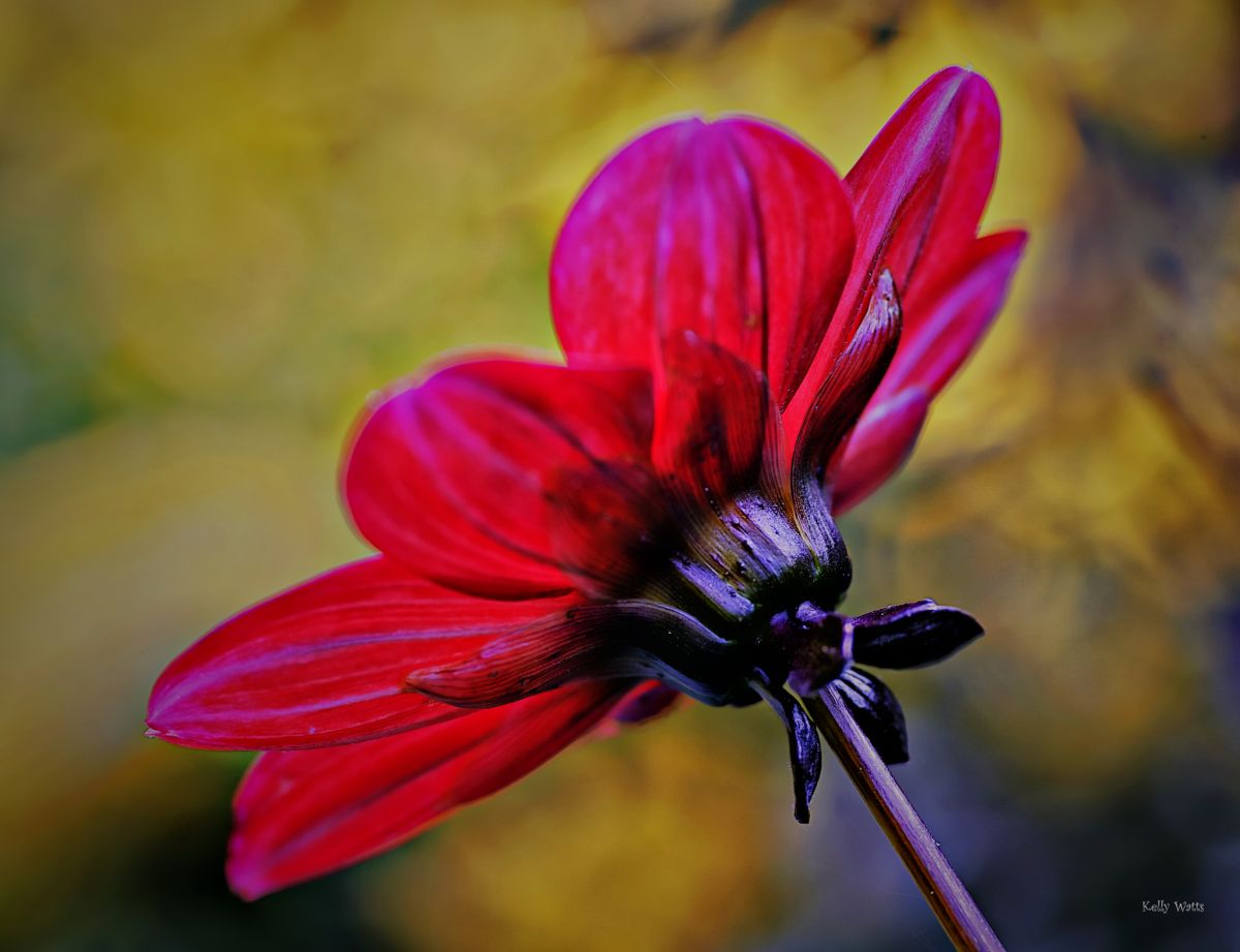 Dahlia Backside