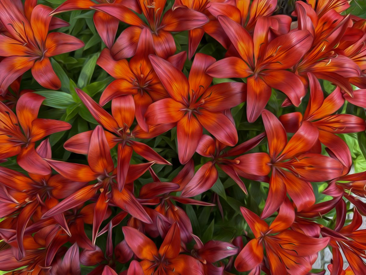 Lillies