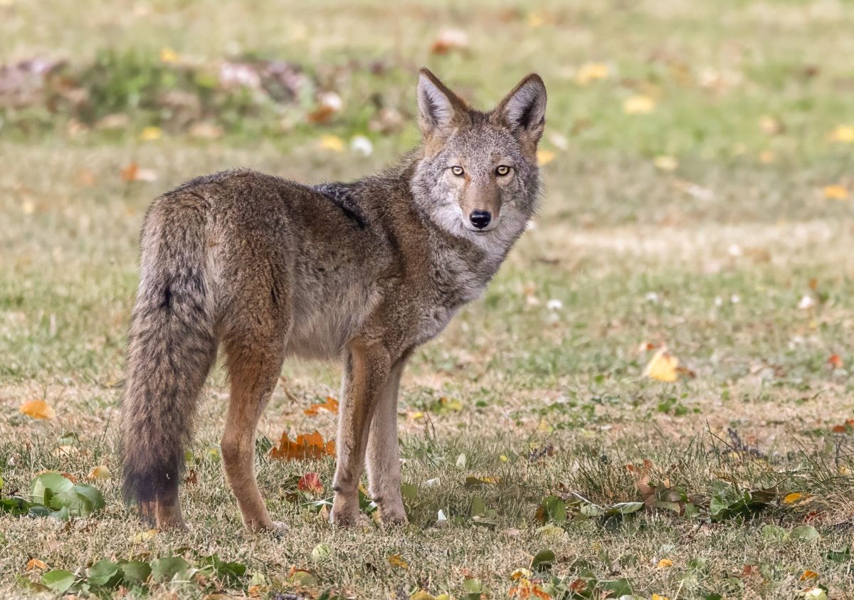 Autumn Sentinel