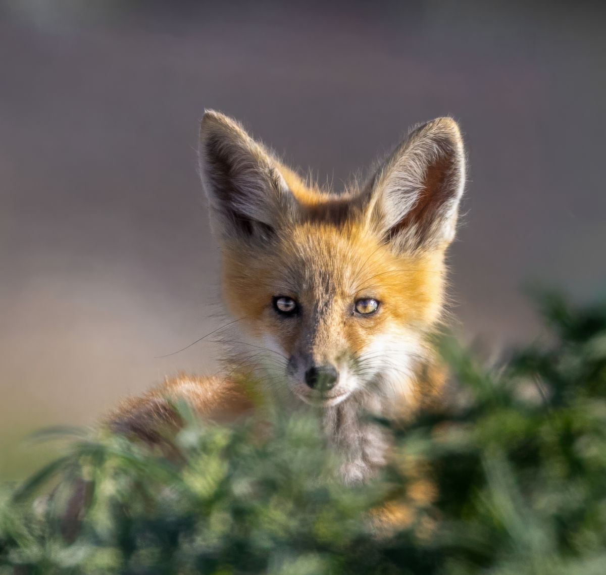 Curiosity