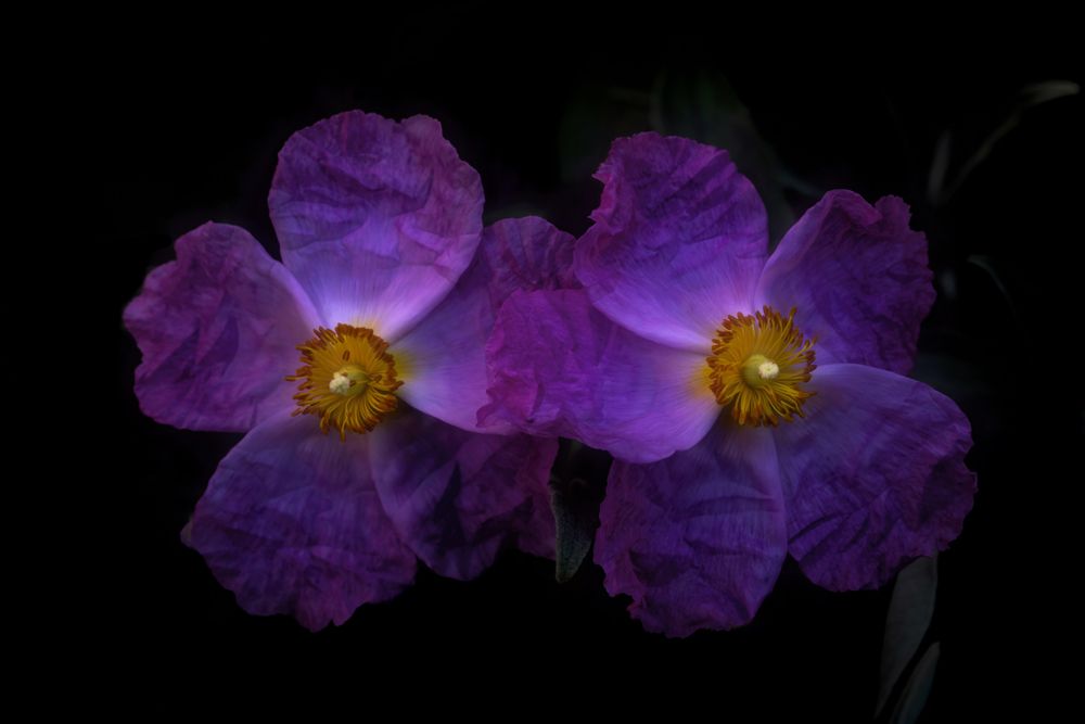 Jester Rockrose
