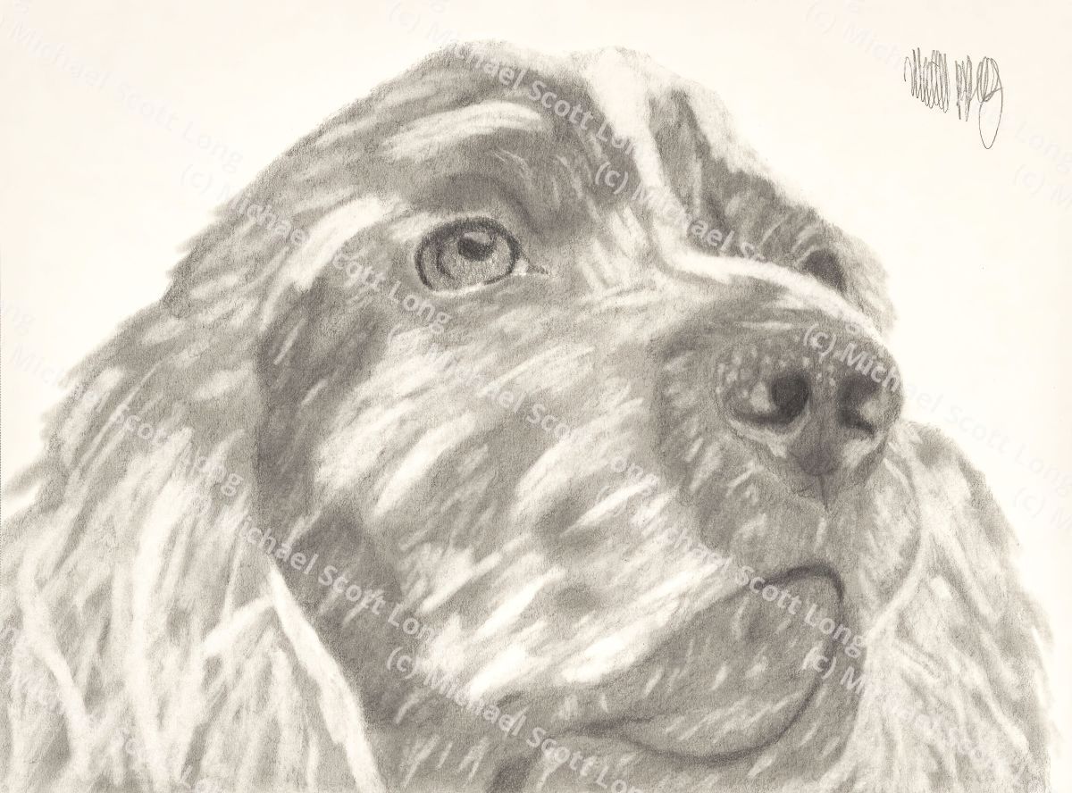Curious Cocker Spaniel