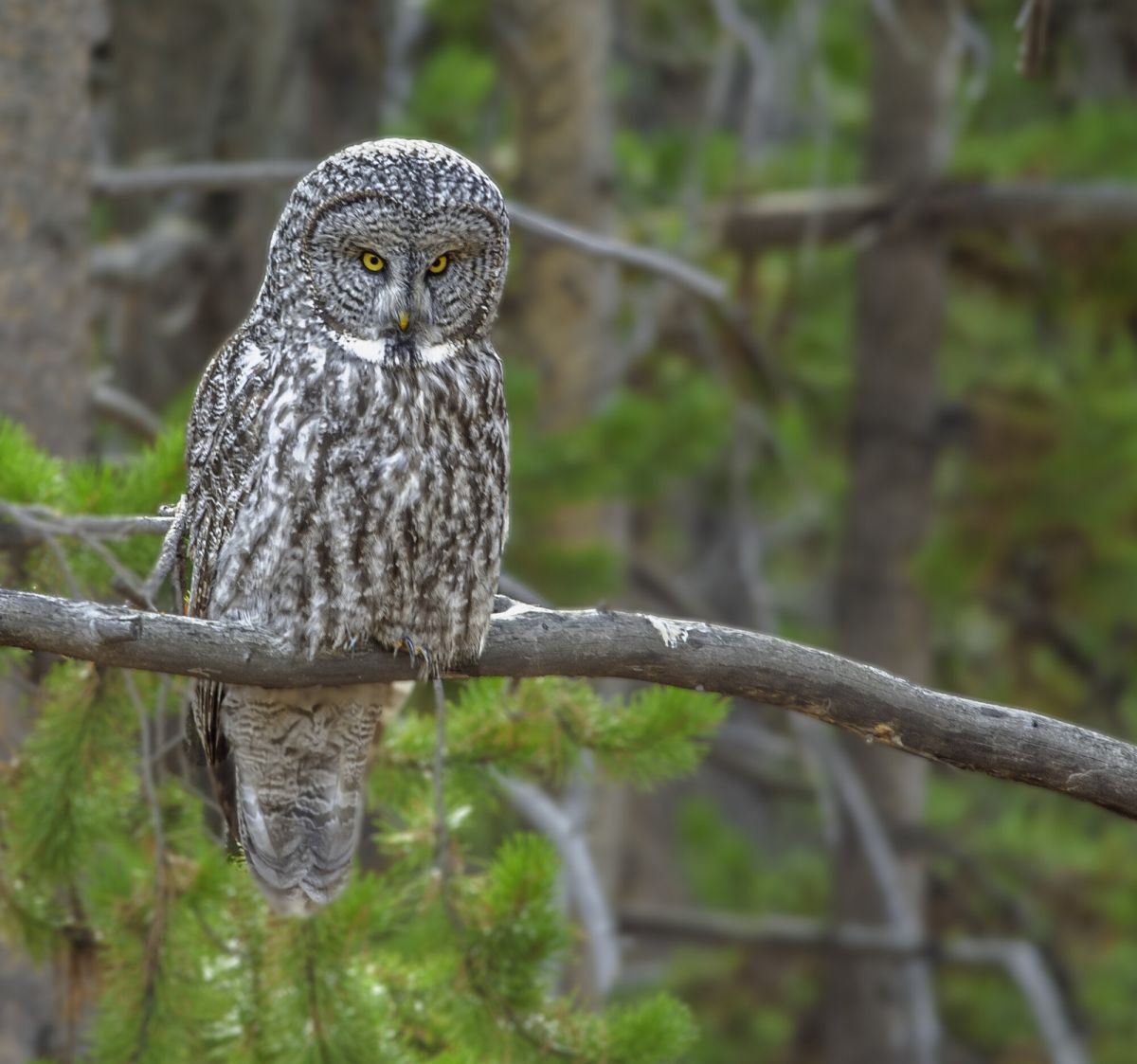 "The Wise Old Owl!"