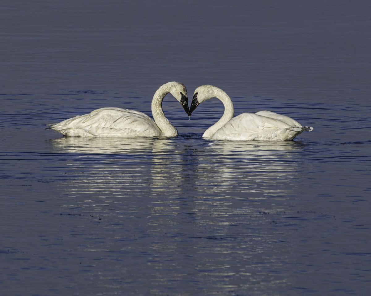 “Love!”