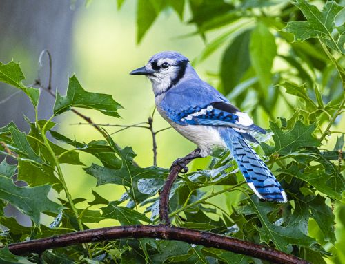 "Beautiful Blue-jay"