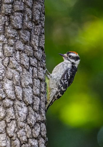 Downy Woodpecker