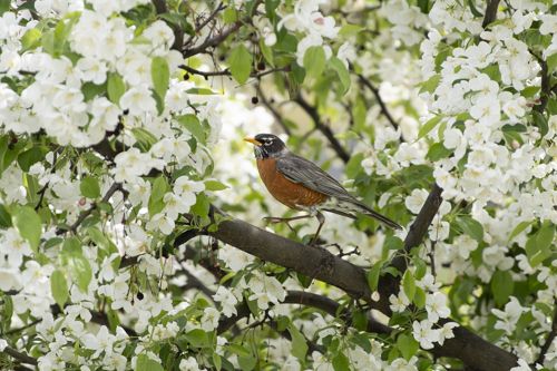 Robin