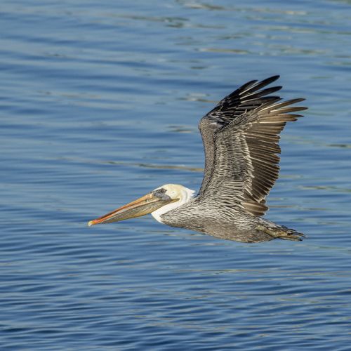"Pelican in Flight!"