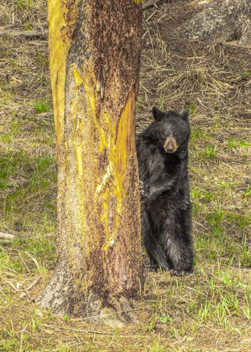 "On the Lookout!"