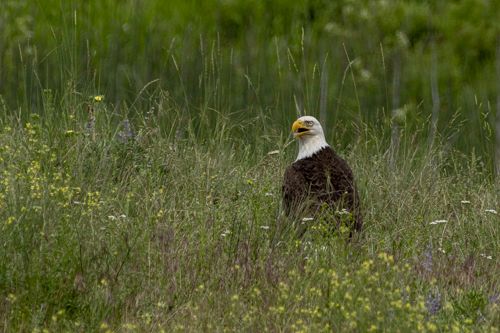 Bald Eagle
