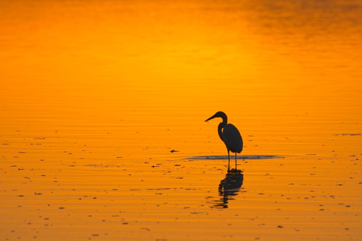 Egret Sunset