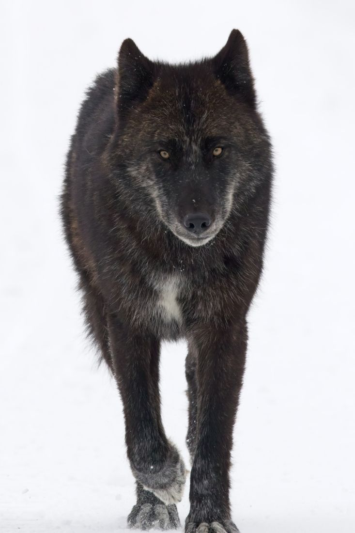 Lone Wolf