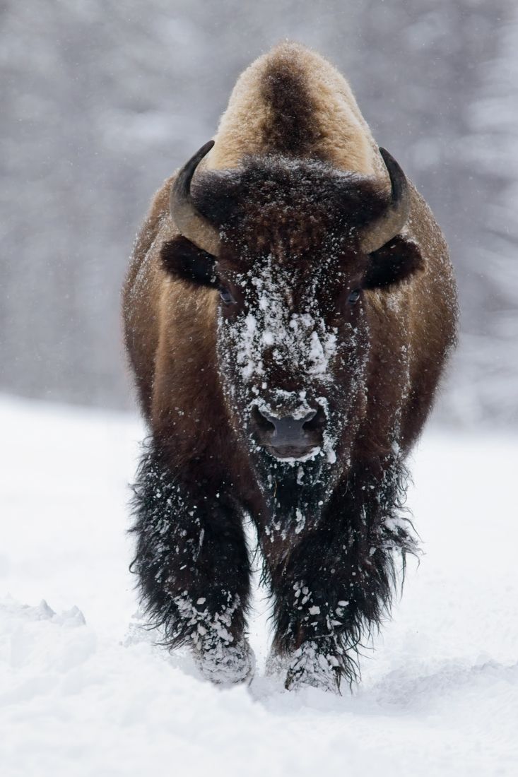 Snowy Bison
