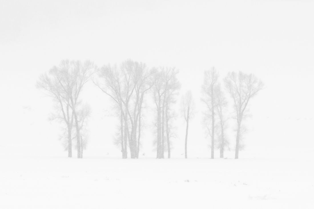 Winter Landscape Lamar Valley